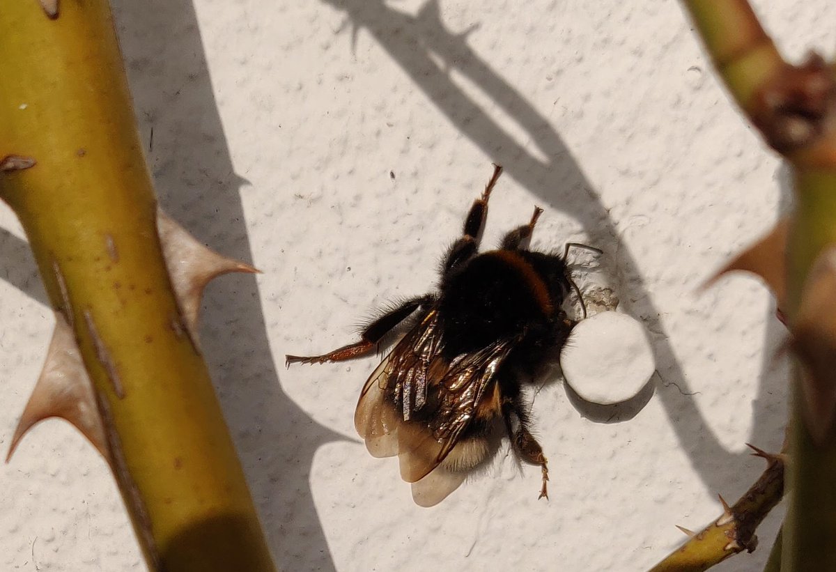 PLANBi3's tweet photo. ÅRETS FØRSTE HUMLEBI 2021 🇩🇰🇩🇰🇩🇰
https://t.co/IF36ADeQx3
#biodiversitet #vildebier #planbi #letsbeebetter https://t.co/Fgj03H2ACa