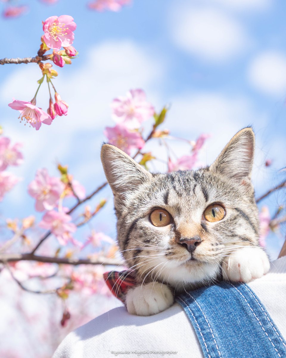 ryostory1124cat's tweet photo. 猫ちゃんとお花見🌸🐈🐾

#河津桜 #保護猫 #東京カメラ部
 #2月を写真4枚で振り返る https://t.co/Gu1JuXtOAt