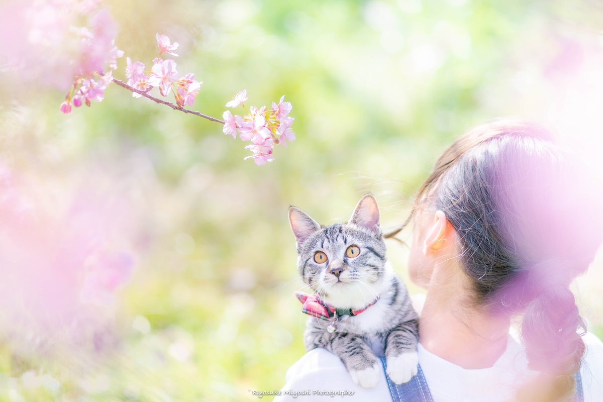 ryostory1124cat's tweet photo. 猫ちゃんとお花見🌸🐈🐾

#河津桜 #保護猫 #東京カメラ部
 #2月を写真4枚で振り返る https://t.co/Gu1JuXtOAt