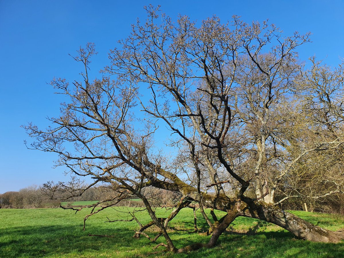 JillianLeeAdams's tweet photo. Countryside walks today βοΈ https://t.co/8KgGW3EKHX