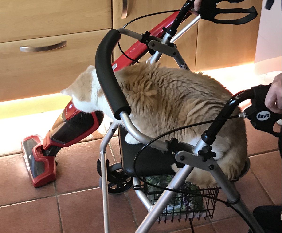 Theo_Top_Cat's tweet photo. I like to do the vacuuming https://t.co/cjnB4Lhero