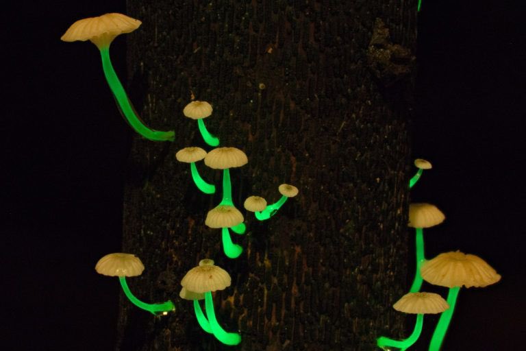 Гнилушки источник света. Мицена хлорофос гриб. Bioluminescent fungus. Светящиеся грибы без фона. Гриб Мицена хлорофос фотография.