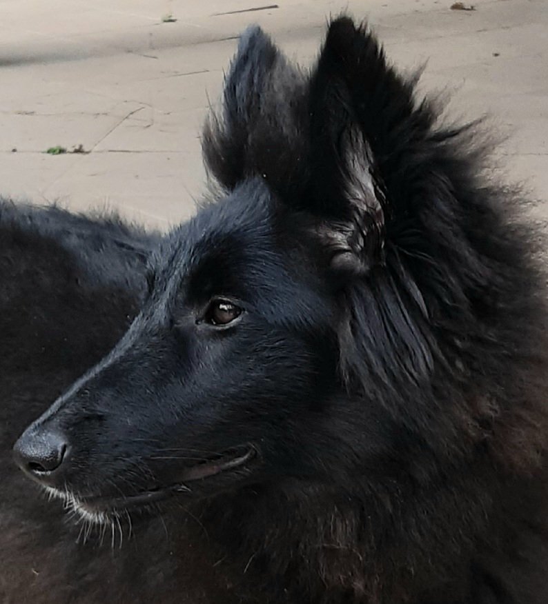 CarolEspace's tweet photo. #Riquita la #Groenendael 5 mois aujourd'hui 🎂
3 mois qu'elle nous remplit de bonheur 💗
Voici le lien vers la page de l'éleveur https://t.co/4mqqRqEJfb , des chiots de l'élevage sont nés mi-février, mais attention, les voir, c'est craquage assuré ! https://t.co/LB0SJBzXNX
