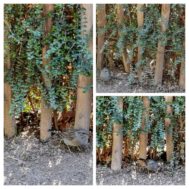 vbcdmarie1's tweet photo. #DimancheSoleil dialogue avec un petit oiseau très affairé. https://t.co/eV5xfmudFr
