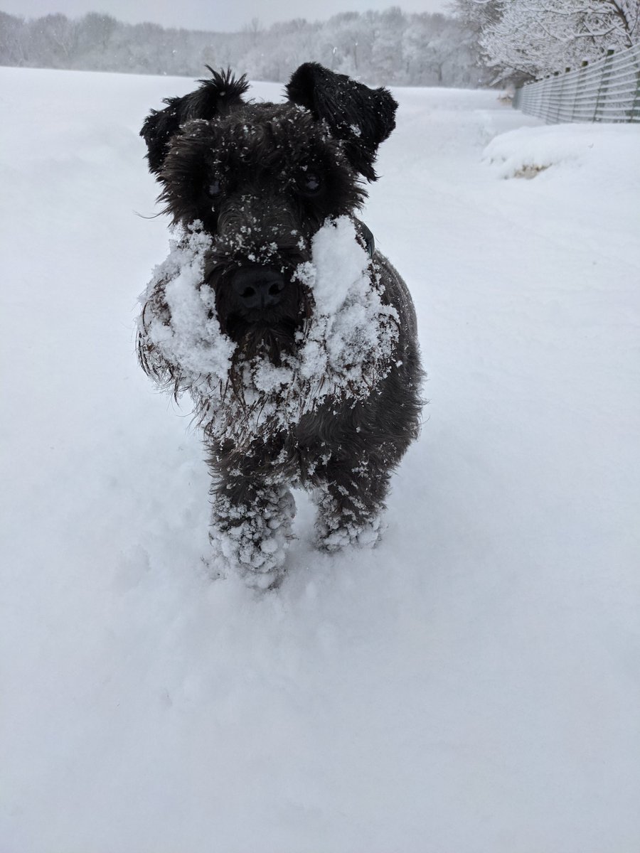 MrBilboWaggins's tweet photo. Just call me snowbeard! #minnesotadog #arentwedonewithwinteryet #coldpaws #maybeweshouldstaybythefiretoday https://t.co/lBSqq6qI8c