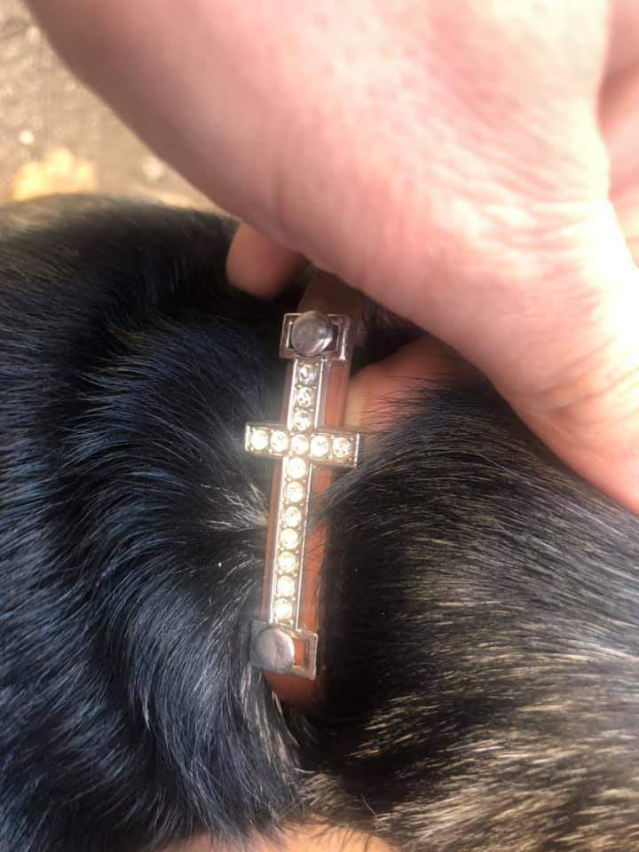 SnoopyRossental's tweet photo. Perrito pequeño necesita hogar urgente, no aparecen los dueños.
Es tímido y muy regalón. 
Apareció en calle Manuel Rodríguez llegando a plaza Recreo.
Contacto +56950900048 https://t.co/3L4n9vysF8