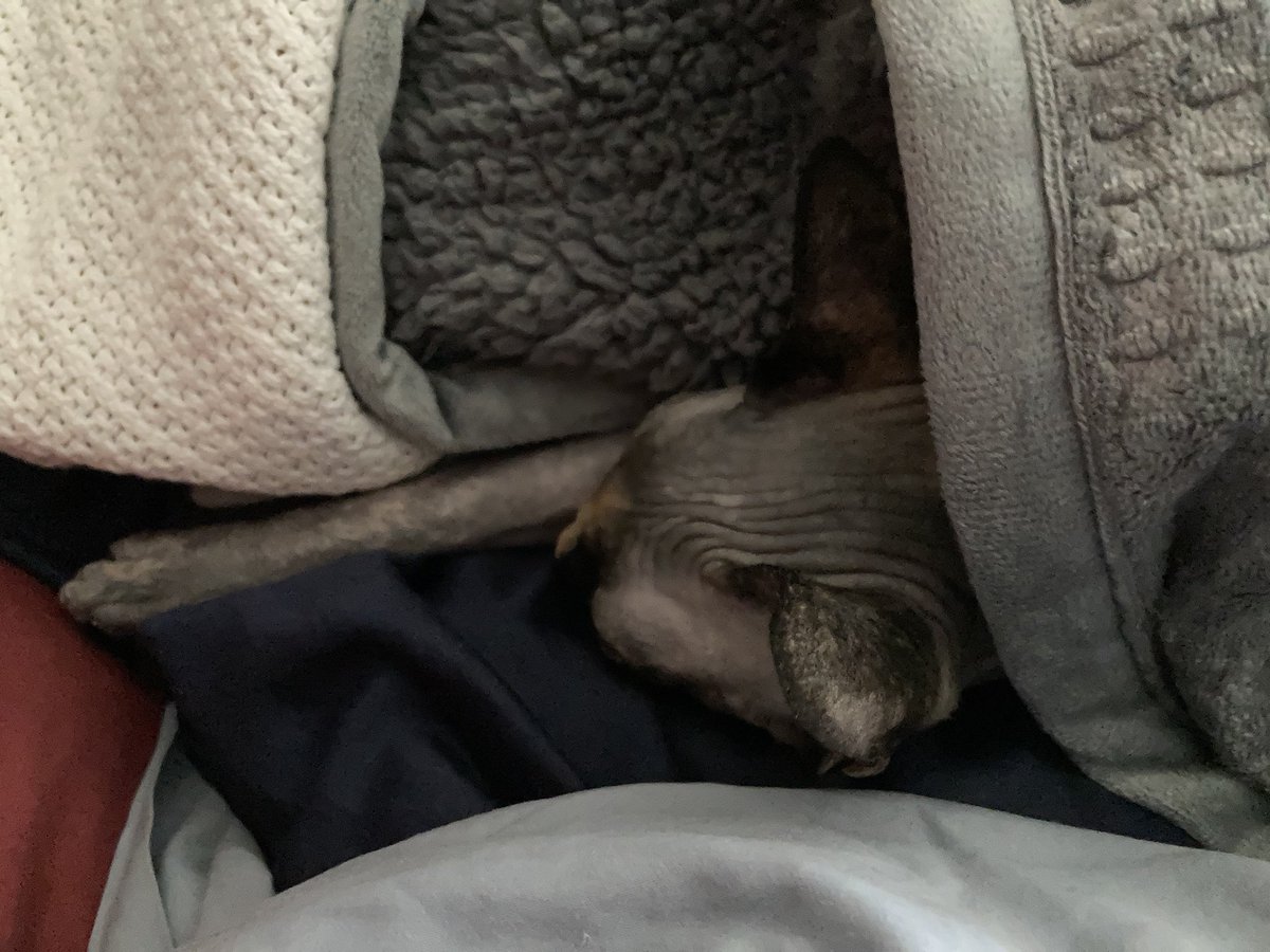 CatsTatsBikes's tweet image. Sally is recovering well,we got her fever to break early Sat. morning but as that was happening a very good man w/a most amazing smile &amp;amp; family was taking his last painful breath due to COVID. His wife is still in the hospital but getting better. Goodbye my friend. #ShitIsReal