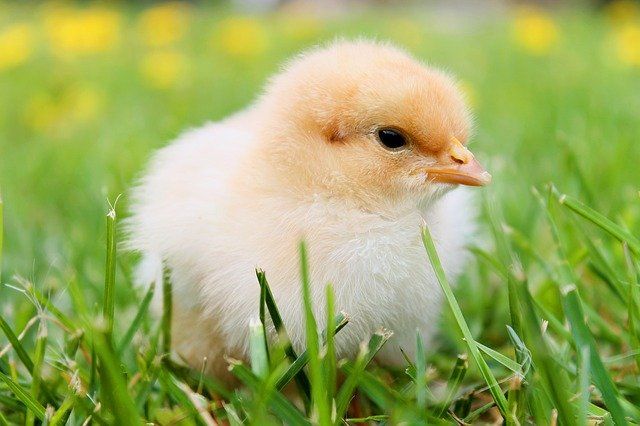 MercyForAnimals's tweet photo. They are equally deserving of kindness. https://t.co/bv0Mf65BSr