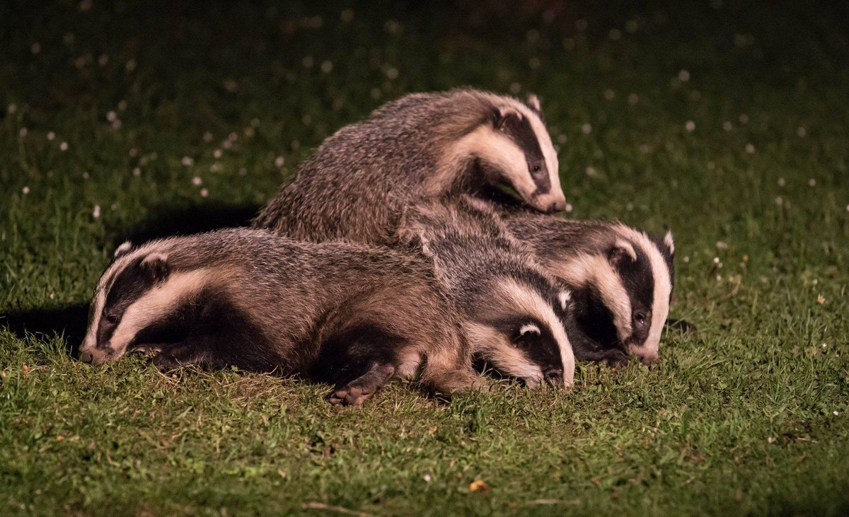 BeltonDan's tweet photo. Blaireautins, such a sweet French word, hoping to see scenes like this again this year🐾🦡🤞 https://t.co/LQQiMc7GxN