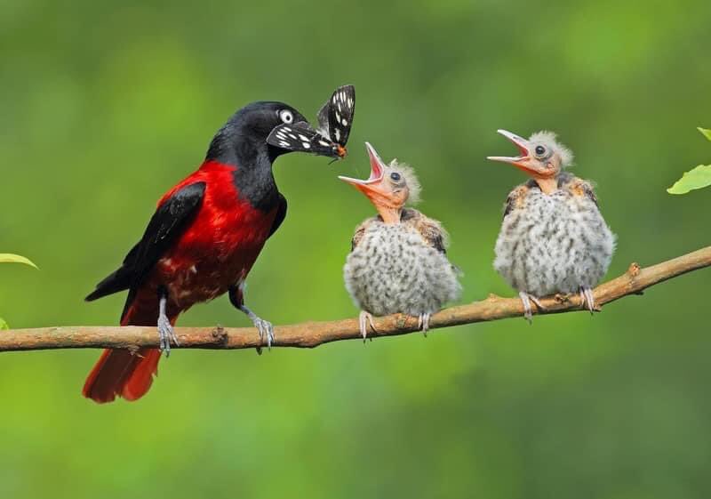 Природа full hd bird. Ноги воробья. Соловей птичка певчая. Слушать птиц животных. Слушать птиц животных.