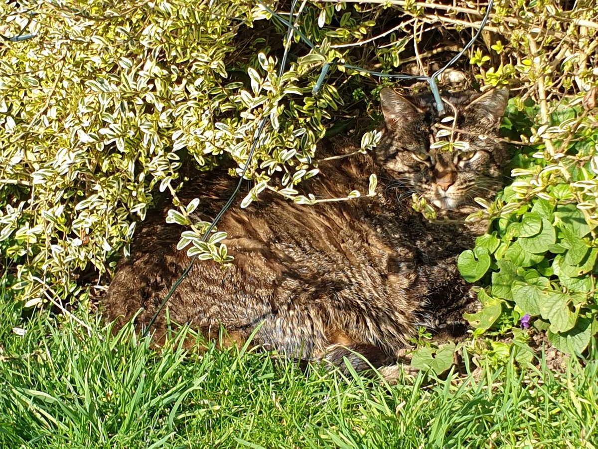 4Catsof's tweet image. Ooh so nice to be outside 
#SundayFunday #CatsOfTwitter #camocat