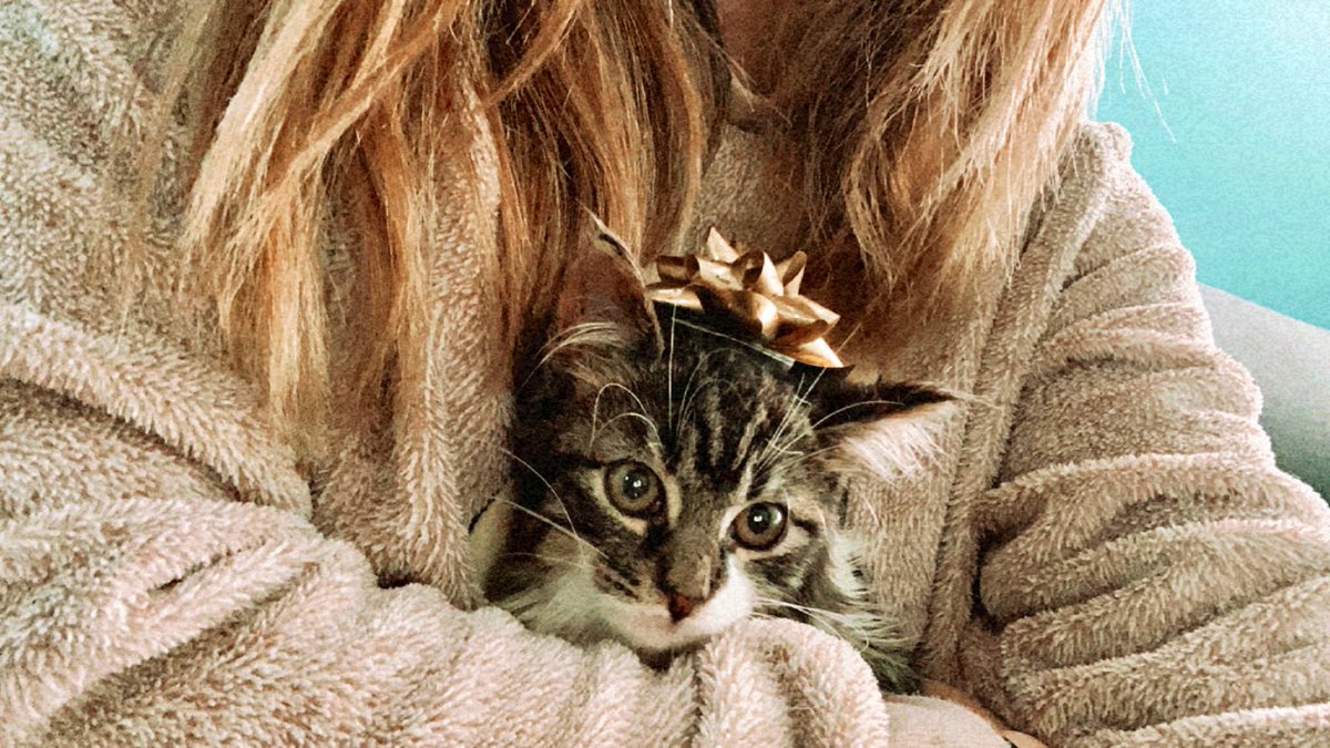Namibia23's tweet photo. Hola, solo me paso a dejar fotos bonitas de mi gato. Adiós 🐱✨🤍 https://t.co/TCp6p7N1zC