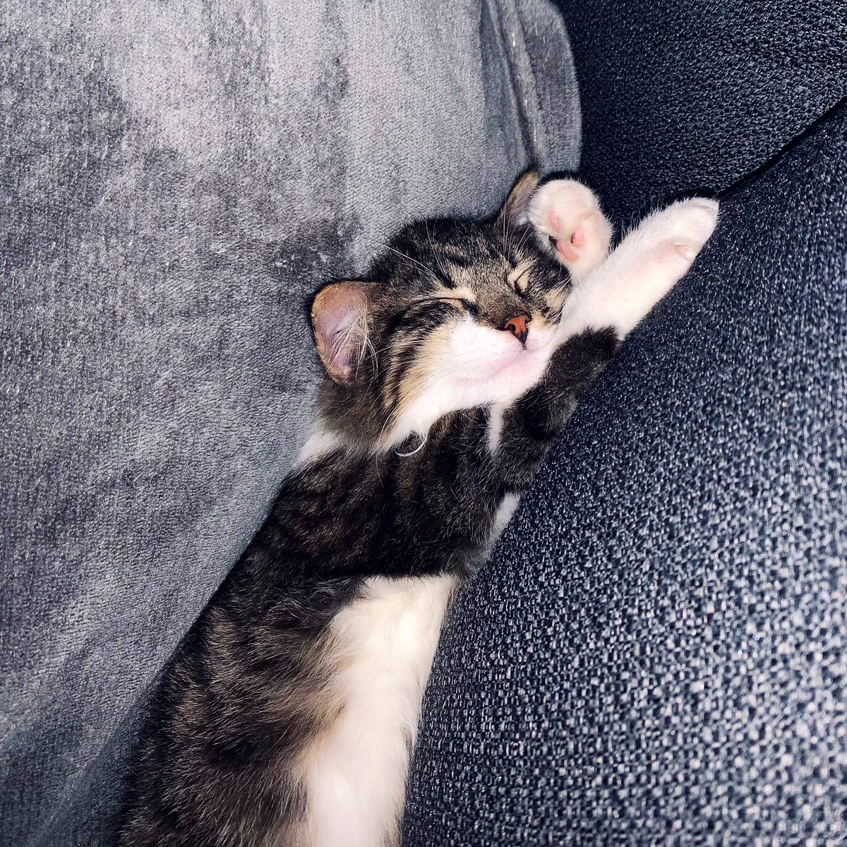 Namibia23's tweet photo. Hola, solo me paso a dejar fotos bonitas de mi gato. Adiós 🐱✨🤍 https://t.co/TCp6p7N1zC