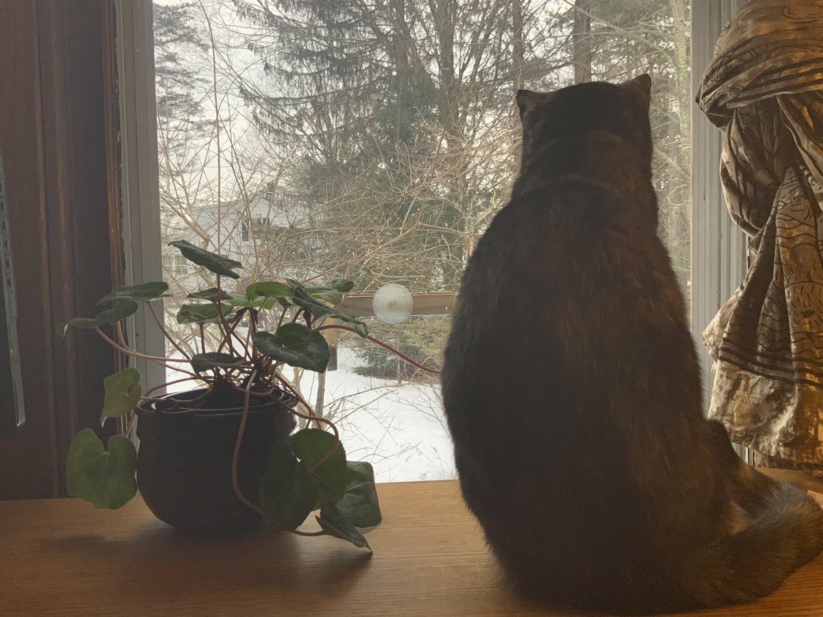 TawnWriteAlways's tweet photo. Sadie, pondering spring with potted plant. https://t.co/vBGGpCay5k