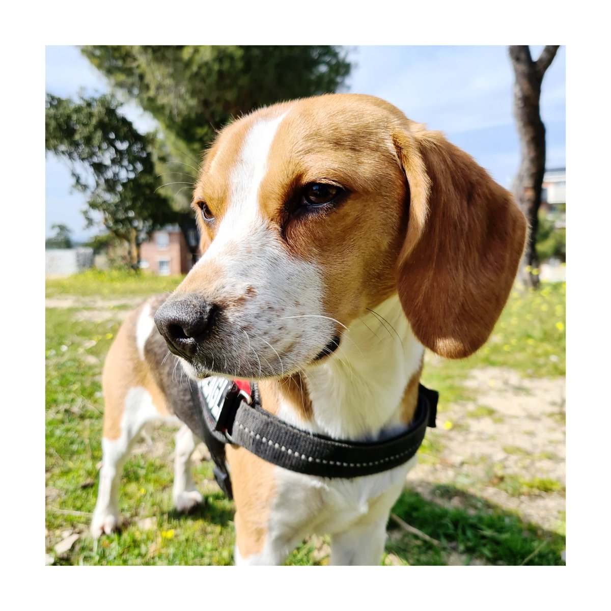 fedeariasp's tweet photo. 😇 Un palo ¡un palo!
👉🏻 #beagle #beaglesofinstagram #beagles #beaglepuppy #beaglelove #beagleworld #beaglemania #beaglelife #beaglestyle
#beaglemix #mybeagle #beagle_features #beaglegang #beagledog #beaglecute #beaglesmile #beagleworld_feature #beagleworld https://t.co/8uVvORp0gD