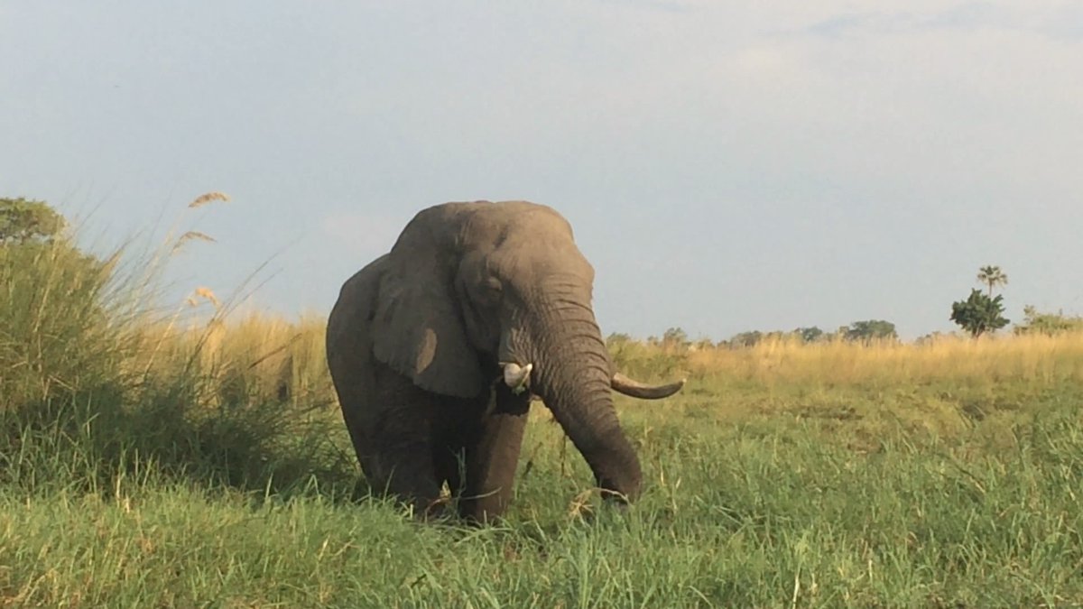 ElephantsFuture's tweet photo. ANGOLA OPENS UP OKAVANGO BASIN TO OIL, GAS EXPLORATION @schlindweinsim @JanaGenth @fff_whk @RoarWN @Desiree_Laverne @LaurelNeme @tselsmark @JournoJane https://t.co/2vXjXBdMsQ
