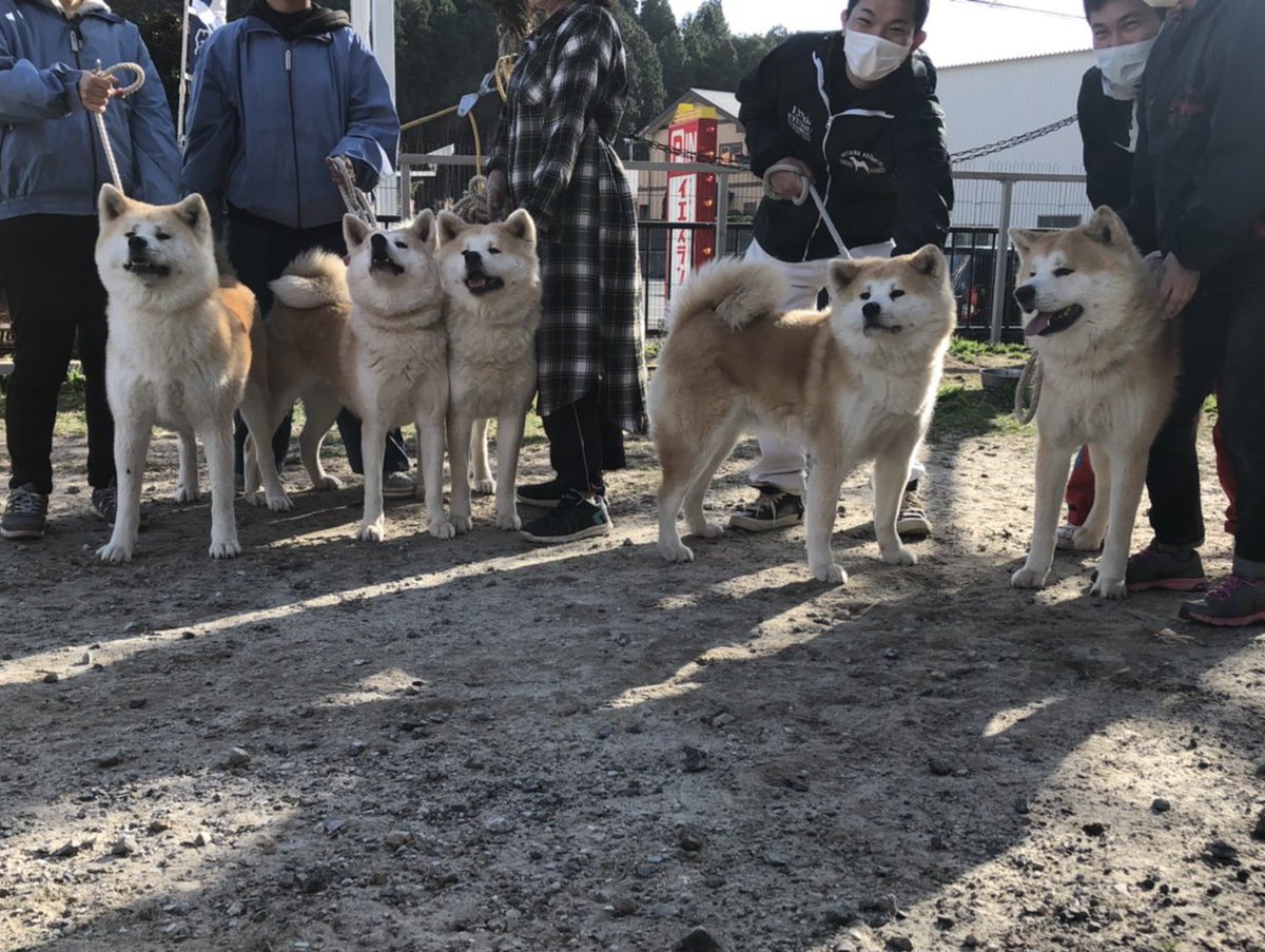ひーちゃん 3年ぶりに親子4世代記念撮影しました 左から恋華3歳 母のジャイ子4歳 祖母の雫紅5歳 曾祖母の紅姫6歳 そして雫紅の息子の凛紅王2歳 秋田犬 秋田犬赤毛 4世代 九州 鹿児島 薩摩日登美犬舎 秋田犬保存会