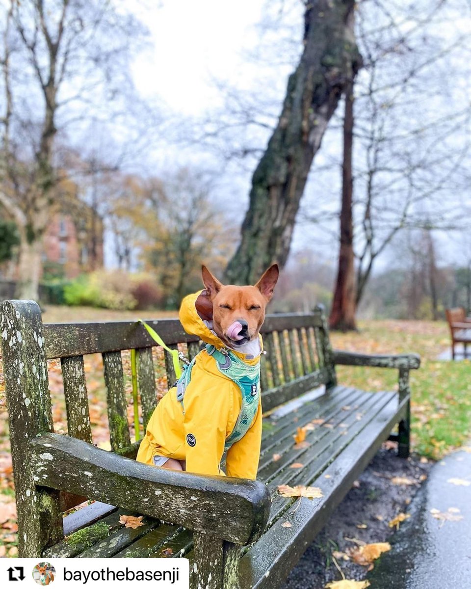 Visit_WestEnd's tweet photo. "Who walks who? π€π€·"
π·@bayothebasenji
πGlasgow Botanic Gardens
#GlasgowBotanicGardens #dogs #dogsofinstagram #dogsofinsta #dogsofinstaworld #dugslife #dugsofglasgow #glasgowdug #glasgowdugs #visitwestend #Glasgow #Scotland #dog #doglover #park #garden #dogwalk #walk https://t.co/A9yWNWq0EX