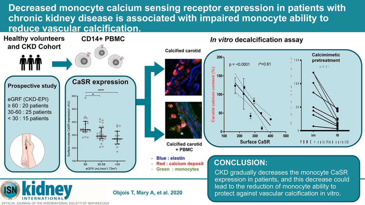 precisiondiagn4's tweet image. RT @ASPNeph: Decreased monocyte calcium sensing receptor expression in patients with chronic kidney disease is associated with impaired monocyte ability to reduce vascular #calcification 
#CKD #CaSR @Kidney_Int 
ow.ly/BK0K50DLAUs
