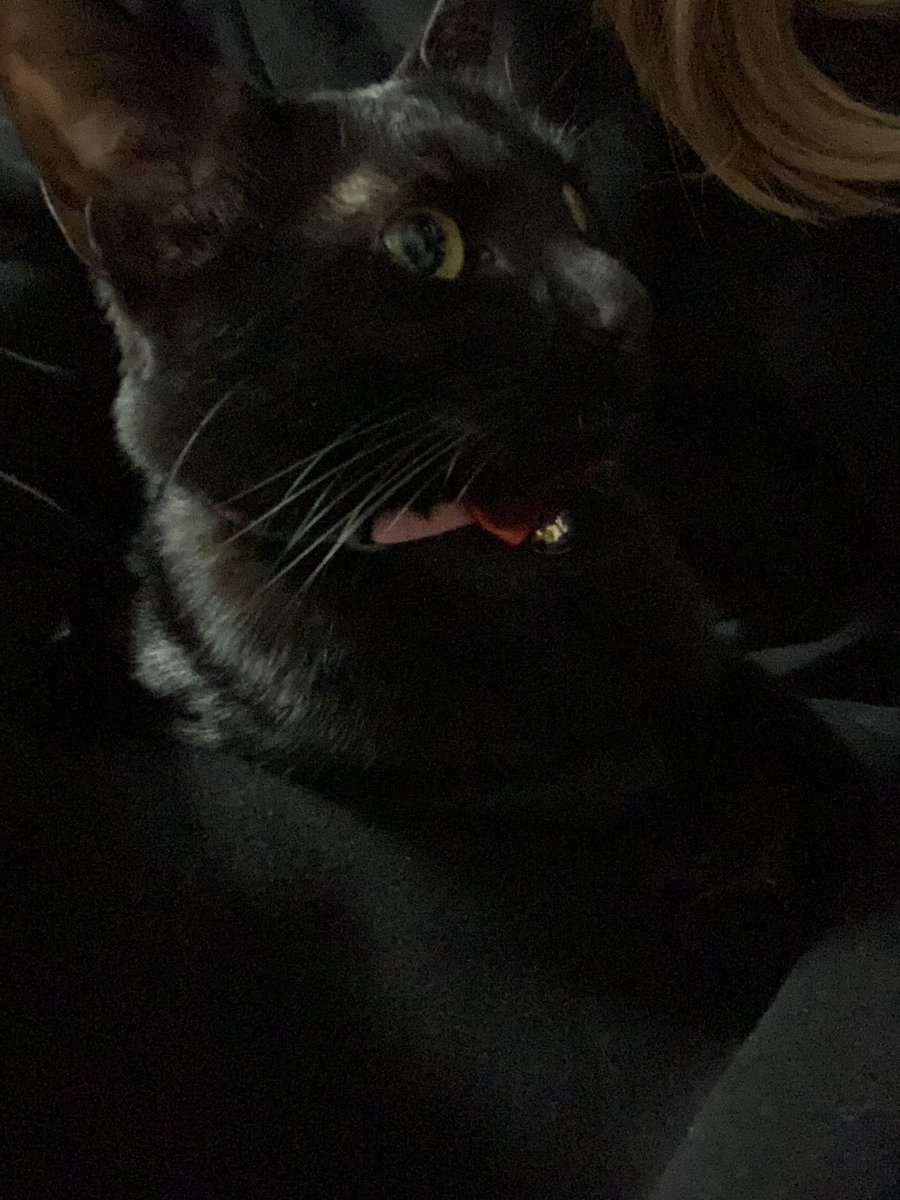 Uzivatel 黒ネコれん Na Twitteru 黒いワンピースを着た飼い主の膝に乗る黒猫は境目がいつも難しい 猫 ねこ ネコ 黒ねこ くろねこ クロネコ 保護猫