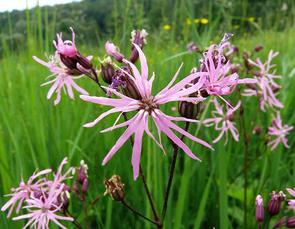 blooom97's tweet photo. Куку́шкин цвет обыкнове́нный (лат. Lýchnis flos-cúculi) https://t.co/VR7N9kAFhU