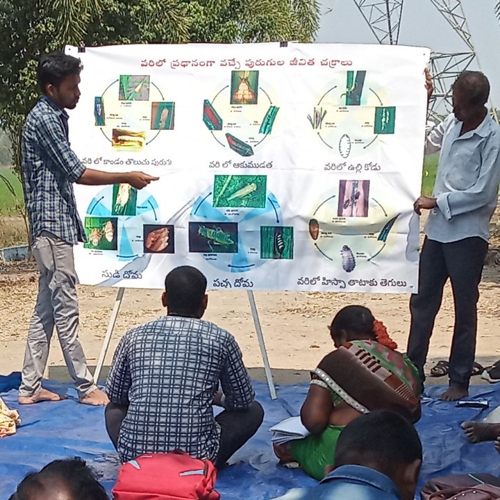 Gneh16's tweet photo. #FFS (Farmers field School) is a Basic tool for Extension to motivate towards Natural farming. Only farmer can make the "Right" farm Management decision So farmer should be  Trained in "Own Decision Making". It's not a lecture method it's Fun through Learn process Towards #APCNF https://t.co/8Mj7yZ79Um