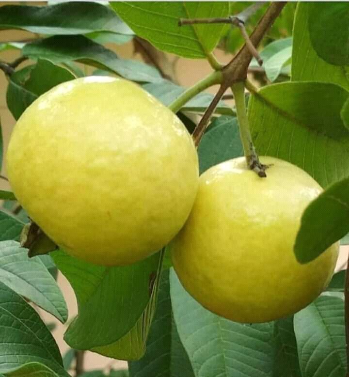 AmarPranerBD's tweet photo. পাকা পেয়ারা https://t.co/CuUQxK0hlu