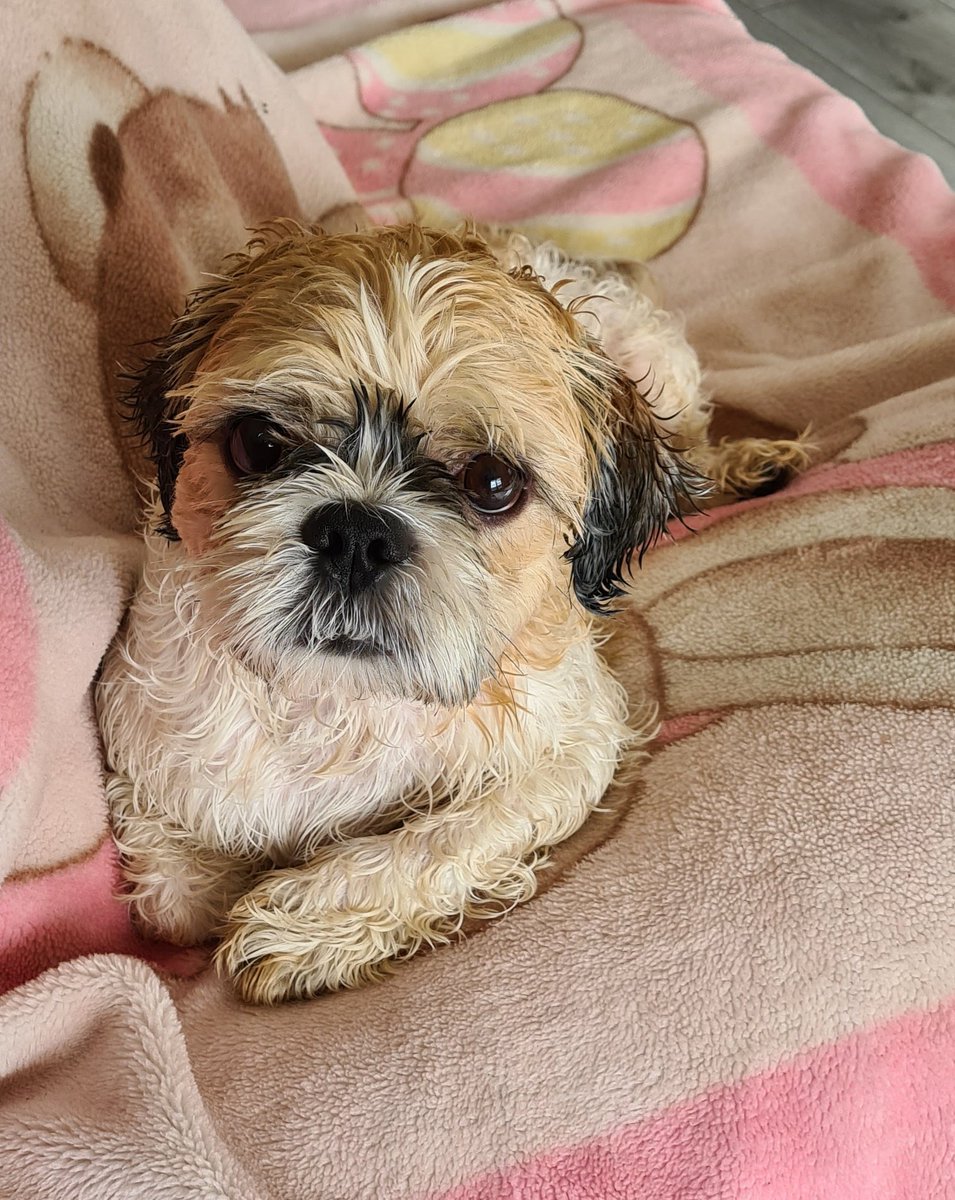 TheWeeDug1's tweet photo. Been washed after a run in the muddy dog fields. #ZSHQ #theweedug #fluffywuffy #runfreedogfields #sundayvibes https://t.co/TExMRCyRzp