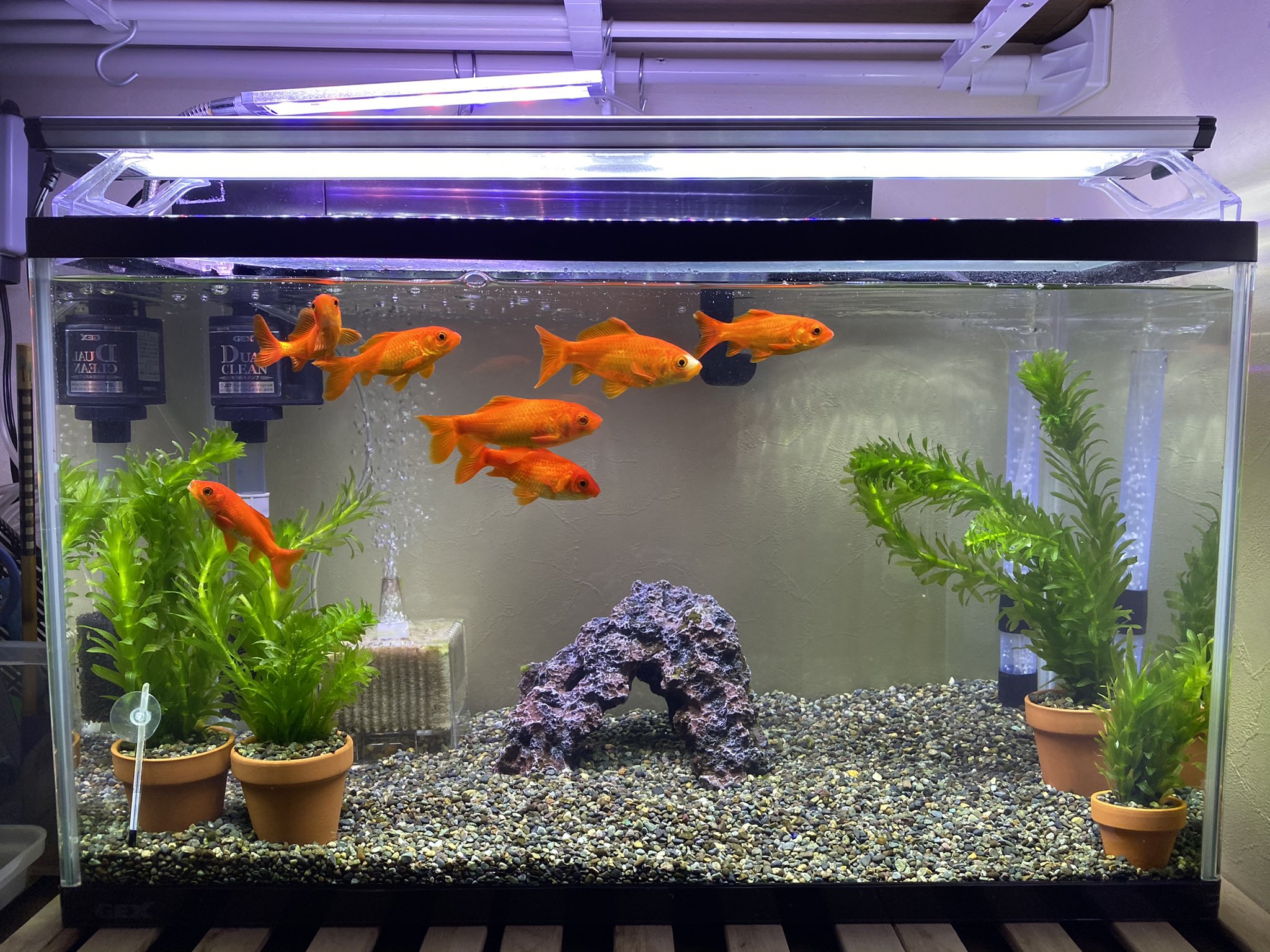 晴 金魚アカ 底面フィルター使ってると年3回くらいは大掃除が必要 水槽1個しかないのに半日掛かった おやつ 整腸 用アナカリス投入したけどどれくらいもつかな コケ対策に貝入れようと思いつつやってないので再検討するかな T Co