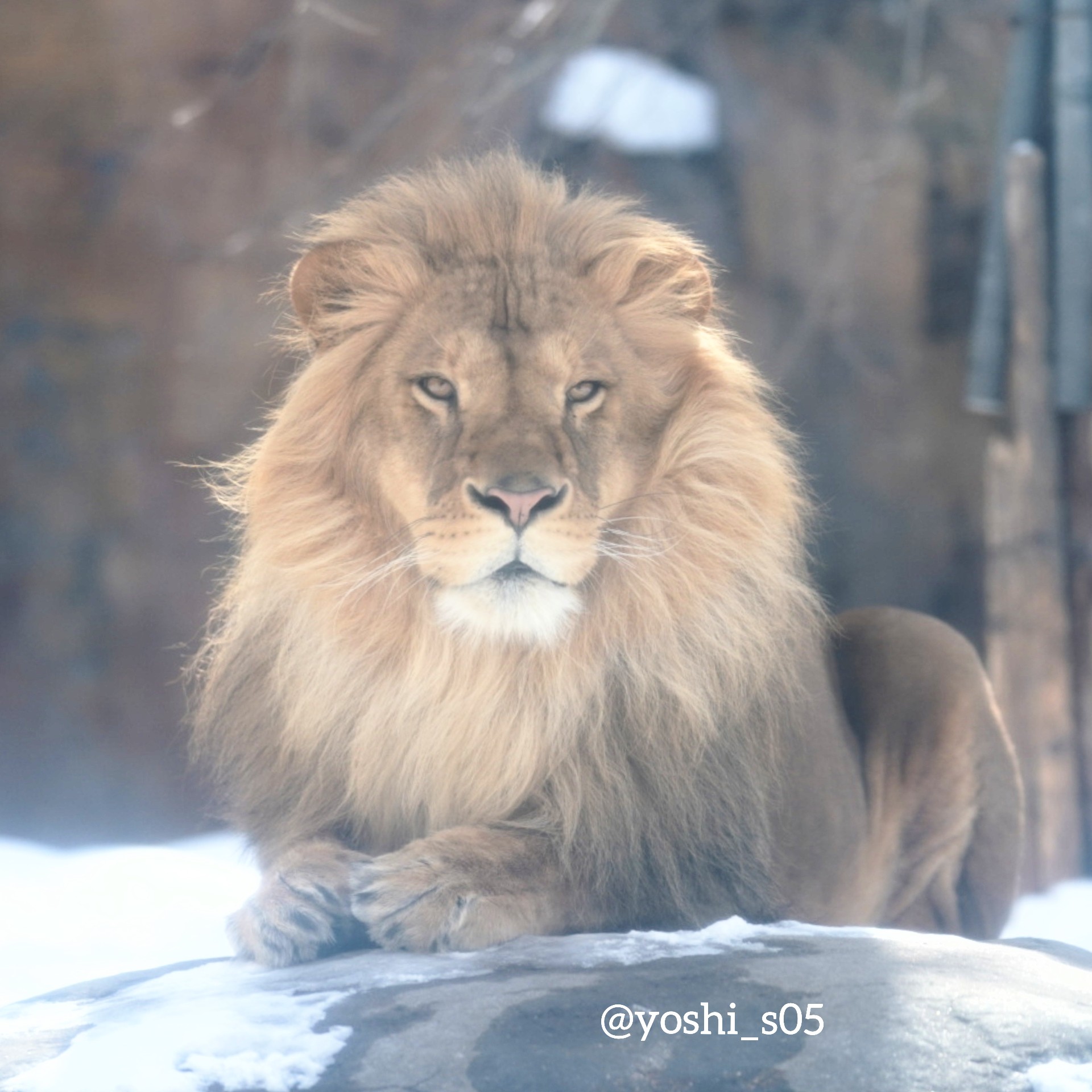 ヨッシー オリト かっこいい ライオン Lion オリト 旭山動物園 T Co Mypwxmwjxr Twitter
