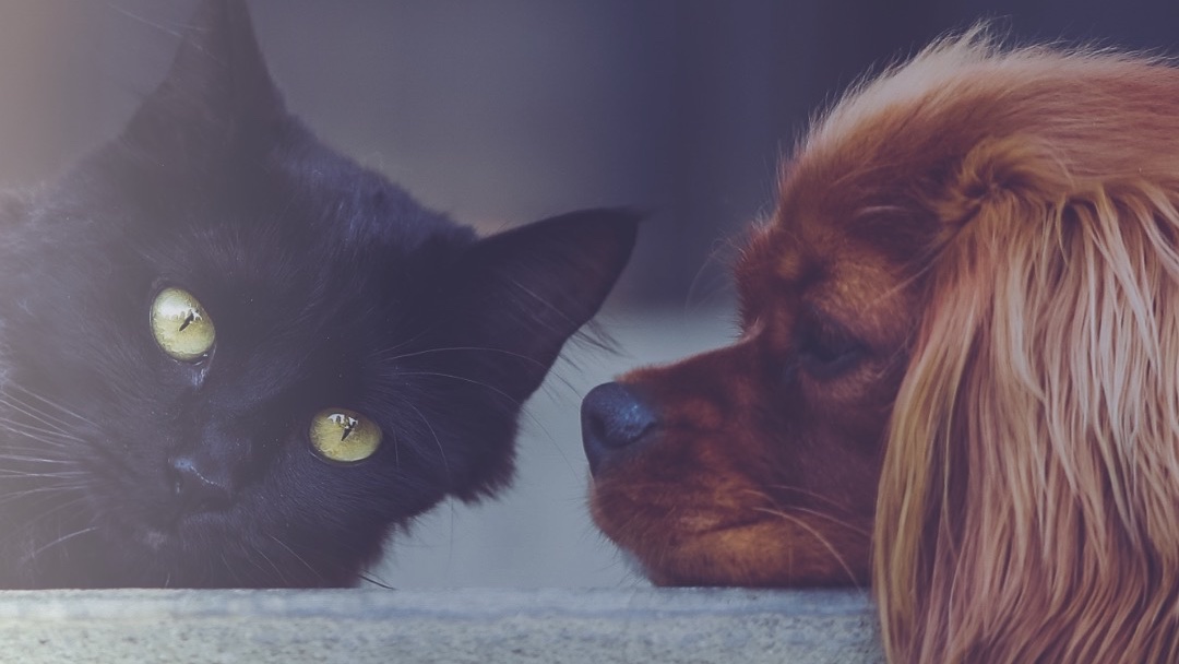 petsandbrands's tweet photo. ¿Invertirías en el sector de las mascotas? Estas proyecciones harán que te lo pienses 📊💶

¡Abrimos hilo con 3 cifras alucinantes! 

#PetMarketing #inversion #FelizDomingo https://t.co/hwxyM8IFK3