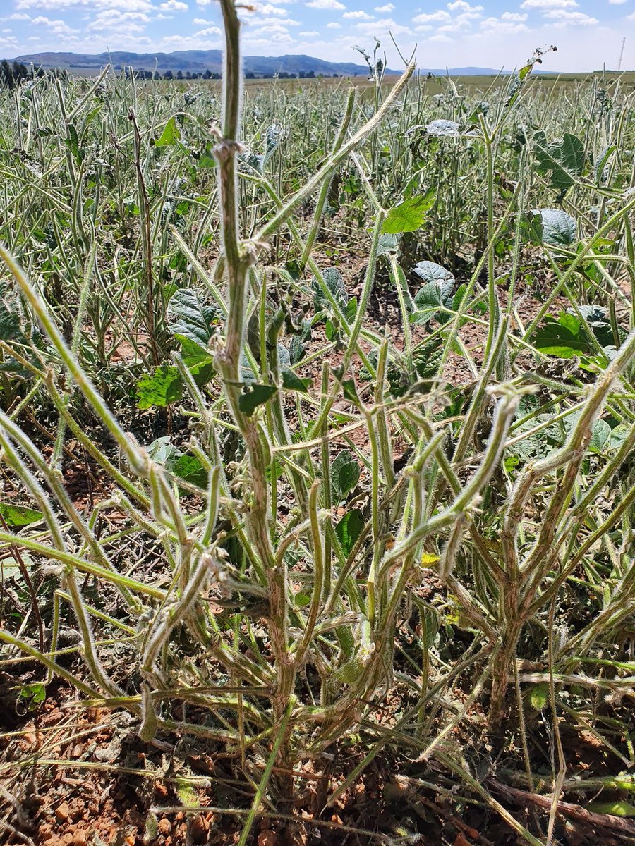 Danie Bester tweet media