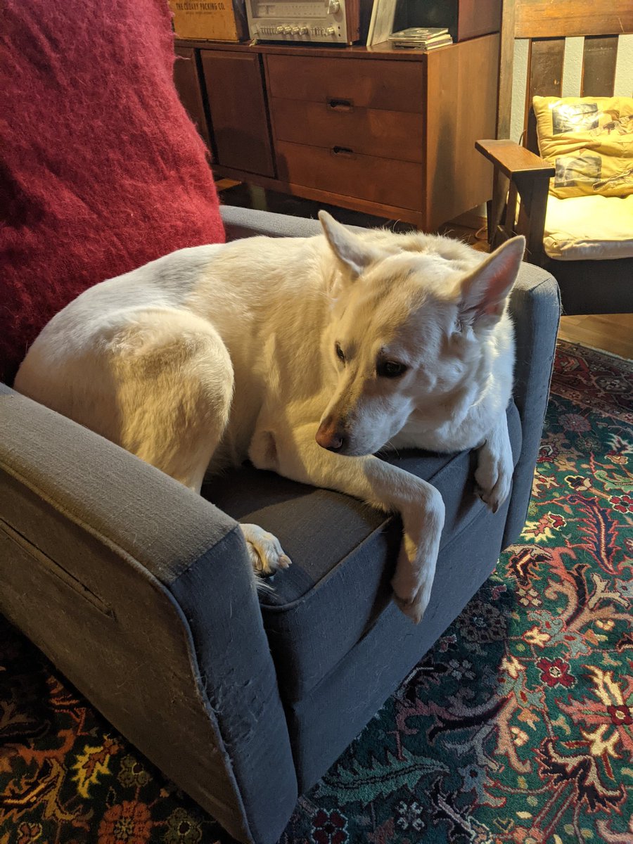 feralhouse's tweet photo. Who hasn't tried to get comfortable in a too-small-for-you-chair? #Feraldog #todayisagooddaytoread https://t.co/LpQU0n0xPr