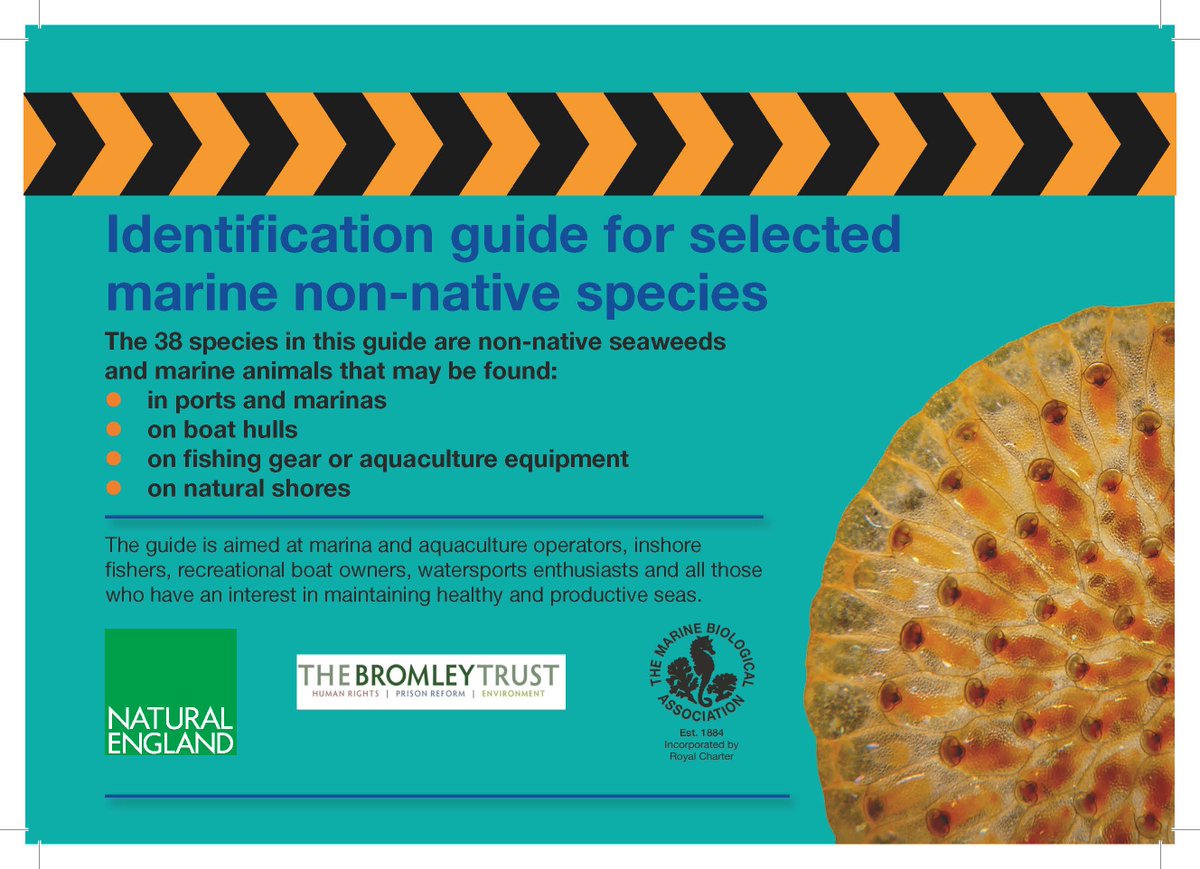The latest version of our Marine NNS ID Guide is now available for download (low & hi res versions available) from mba.ac.uk/fellows/bishop… @bromleytrust @MBAEcology @NaturalEngland @DevonLNP @DanEatherley #InvasiveAliens #invasivespecies