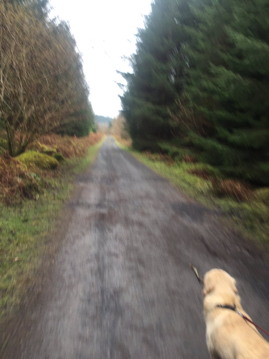 jackiemcguin's tweet photo. Day 59/ 790 of #100daysofwalking #800daysofwalking An eventful morning walk in #UnionWood with @CCazza and Cookie ๐ #friendship last day of #GetMercyMoving ๐ค https://t.co/yyz42HKplW