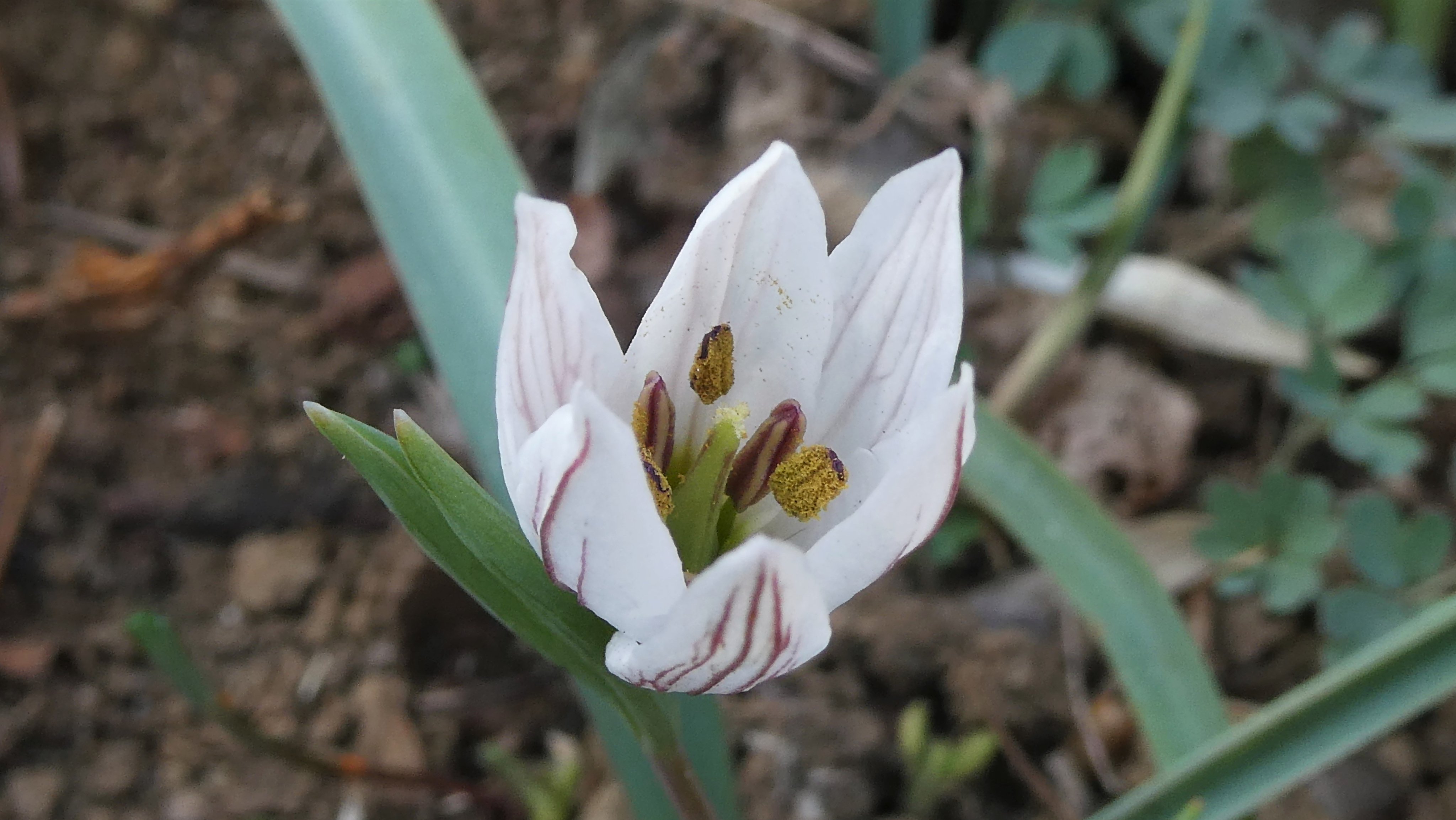 アマナ Twitter Search Twitter