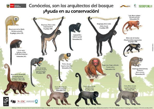 primates_peru's tweet photo. Los primates peruanos categorizados como amenazados por la caza y pérdida del hábitat y el Plan Nacional de Conservación de los Primates en el Perú. #PrimatesAmazónicosPerú #SavePrimatesPerú https://t.co/5ya7QvmpkS