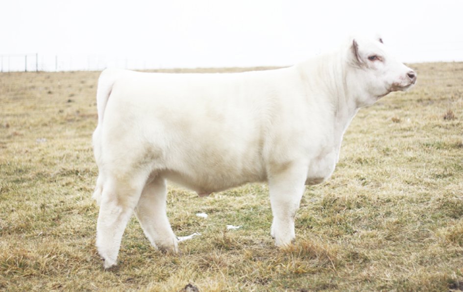 New sire added to the herd. Studers home grown pretty excited about this young bull