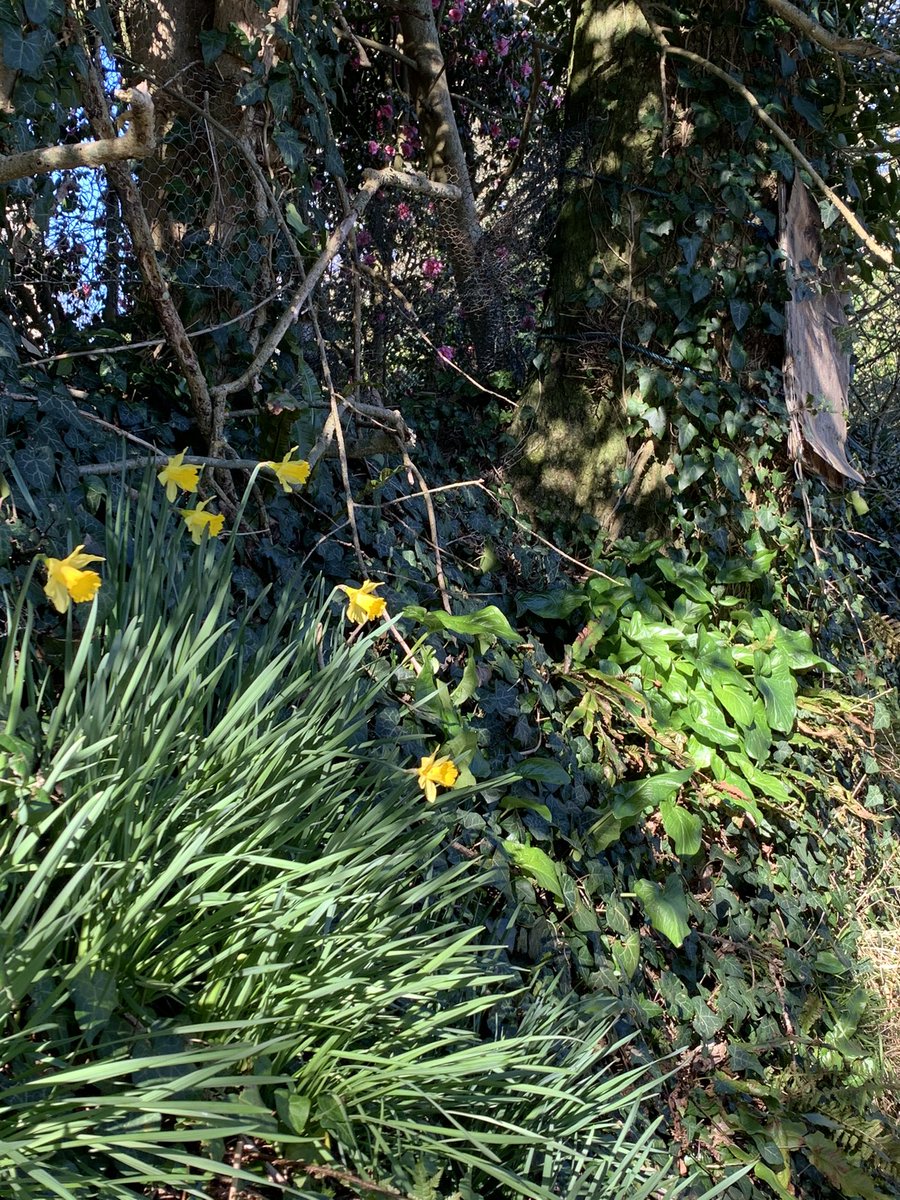 sazzl80's tweet photo. 2 years back in the UK, end of lockdown looming, lots to think about this week about what’s next and then the Cornish spring shows itself and all is good #cornishlife #fowey https://t.co/j1UP8gL27I