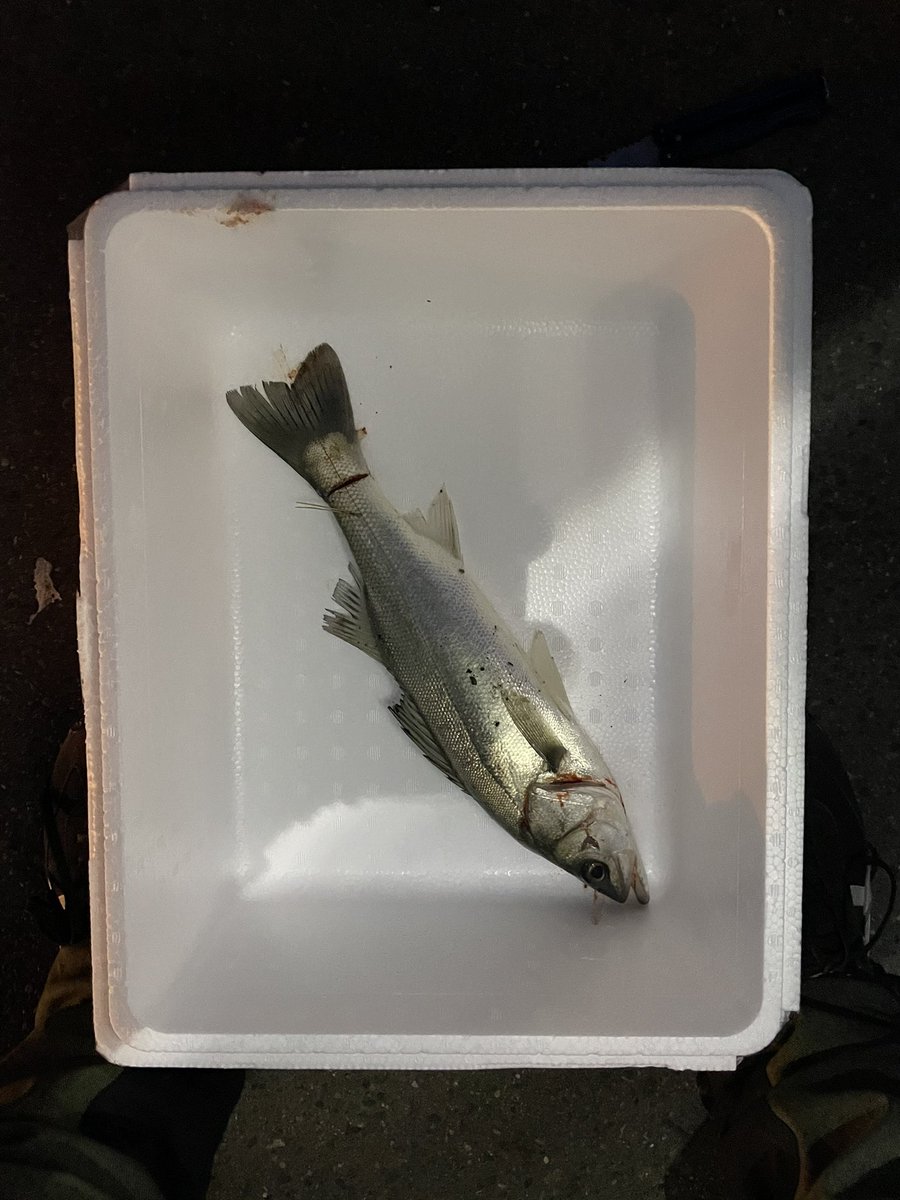 飼育係 念願の釣りキャンプ 釣れなかったら醍醐味を失うプレッシャーの中何とか一匹釣り上げ一安心 ずっと食べてみたかったシーバスは最高に美味しかったです