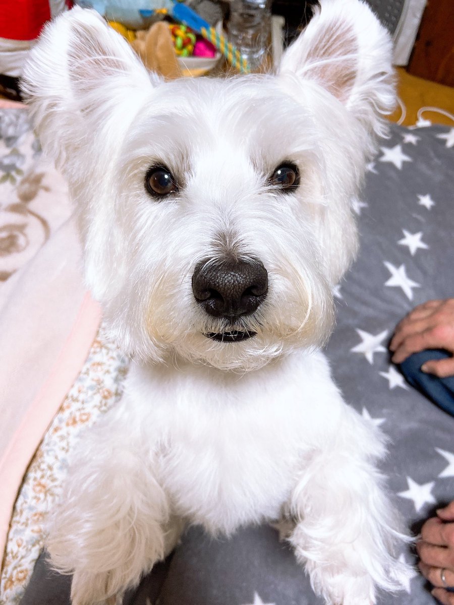 シャンプーしました🐶(｀-ω-´)✧