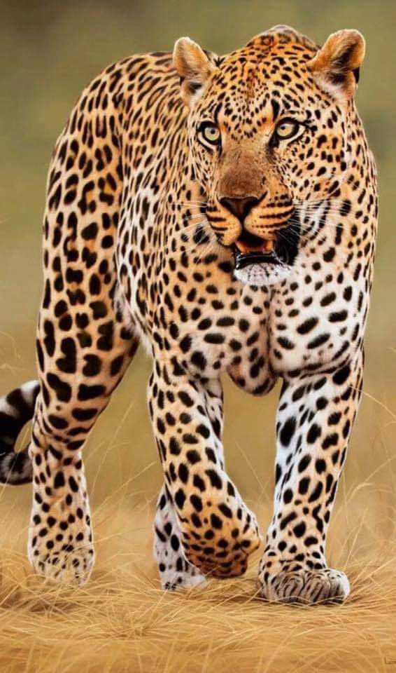 SMukangai's tweet photo. FT: Kakamega Homeboyz 1-2 AFC LEOPARDS. 

Cc: Kakamega Homeboyz and Toto Shimanyula! 😅😅@AFCLeopards @Officialfkfpl  if you are happy for AFC leopards RETWEET (Image Courtesy) https://t.co/rKTCB5ZzPe