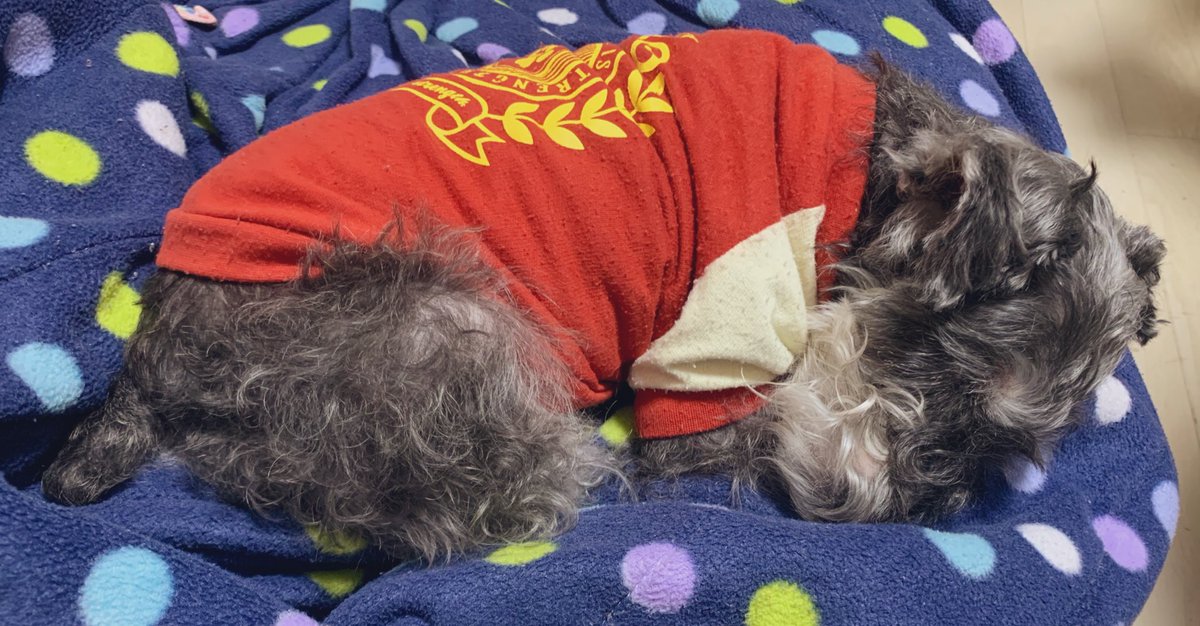 日本各地では犬洗いが行われています 21 3 8 追記 Togetter 日本各地では犬洗いが行われています 21 3 8 追記 Togetter