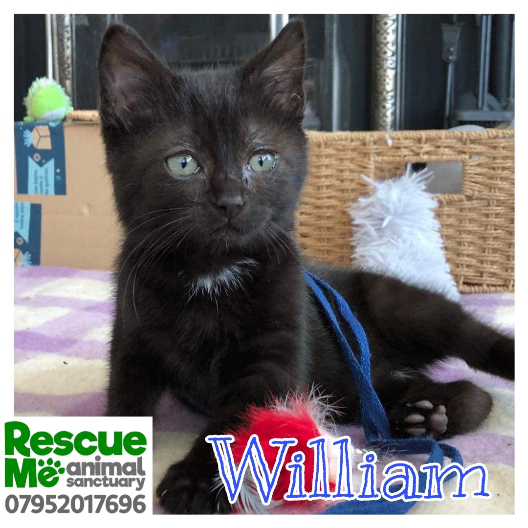 William is another special guy looking for his forever home. He is a flu carrier which will no doubt flare at times of stress so other cats must be vaccinated already. He is a very loving sweet boy ❤️ #AdoptDontShop #SundayFunday #AdoptMe