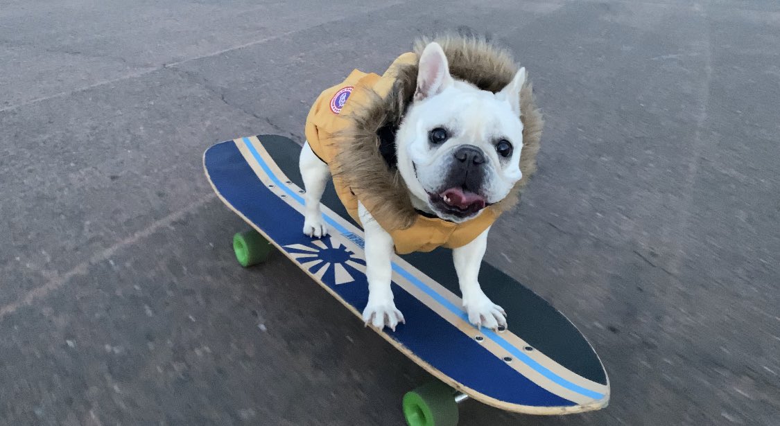 Etiqueta 目指せスケボー犬 Al Twitter