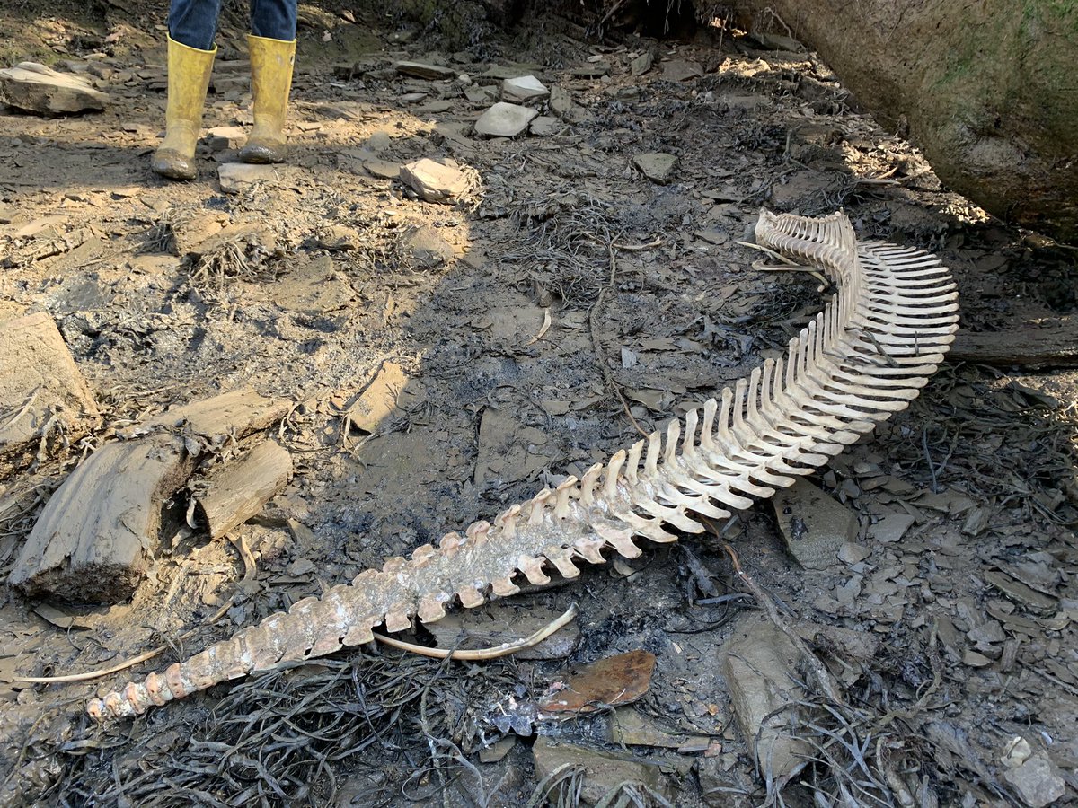 Greg Martin tweet media