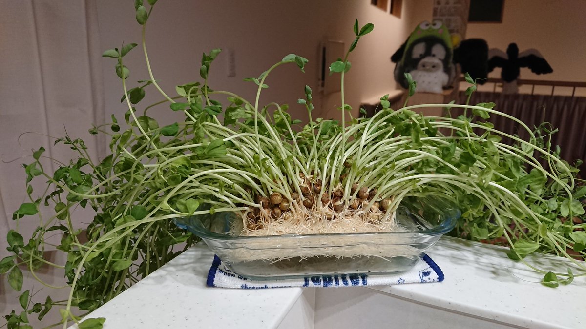 おしゃれキッチン 可食 緑のあるすてきな暮らしに見えるけど 実は伸びすぎた豆苗 うちはこれを土に植えたら Togetter