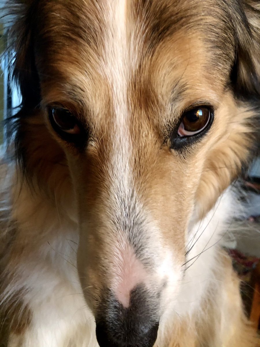WilmaBenton19's tweet image. I know mom is reading and enjoying her coffee - but it’s been 2 minutes since I had a kiss. 
#GetWithIt #dogsoftwitter #INeedAHug