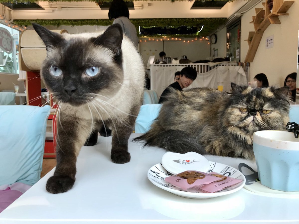catcafereviews's tweet photo. #catoftheday is a curious Siamese and Persian I met at Cat’s Tea Room (also featuring rescued cats) in #hongkong 
.
.
.
#adoptdontshop #tnr #catcafe #cats #catlover #neko #siamese #persian ⁦@TravellingCats⁩ https://t.co/MUsQI62EUM
