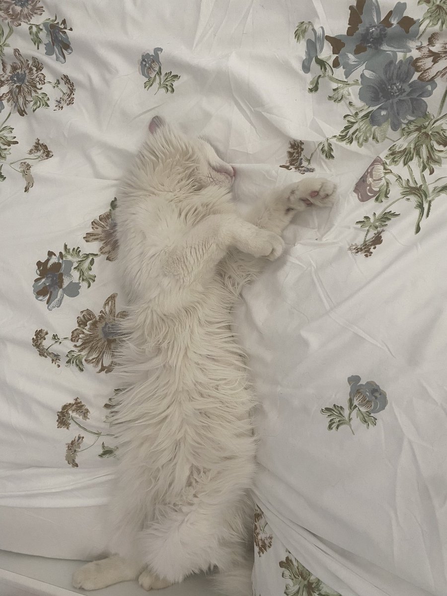 O 👸🏼 tweet media